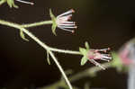 Golden eye saxifrage